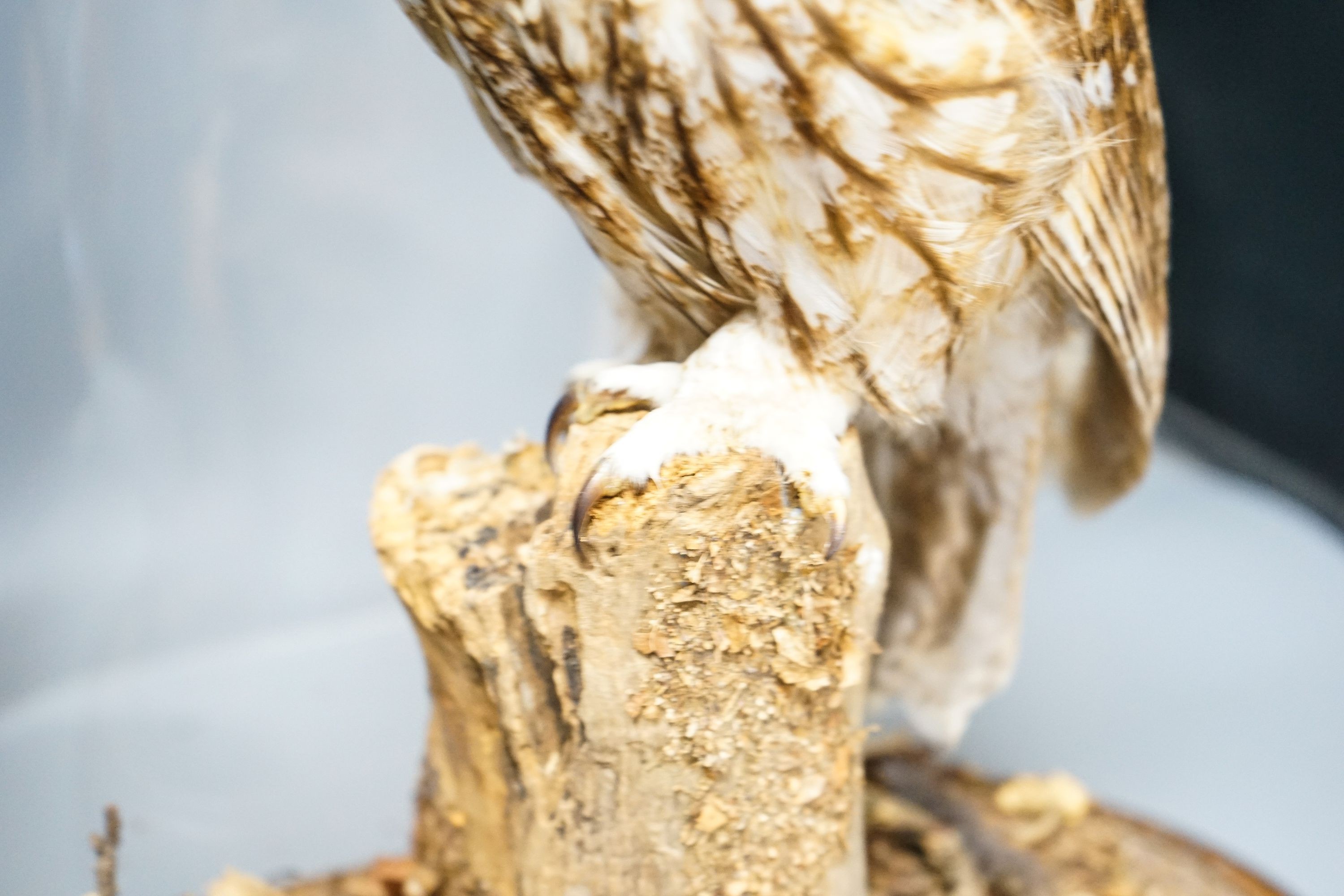 A taxidermy tawny owl under glass dome 48cm